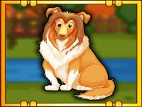 image Bernese Mountain Dog Escape